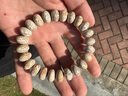 歐梵洛海南原生態(tài)星月菩提手鏈順白自然氧化算盤珠單圈手串男女款送禮 精品級順白款約14*10MM 19顆 曬單實拍圖