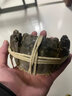【活蟹】大閘蟹現(xiàn)貨鮮活特大全母蟹活螃蟹河蟹生鮮禮盒裝水產(chǎn)直發(fā) 全母蟹2.5-2.8兩【10只裝】 曬單實(shí)拍圖