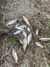 明孚輕口鯽魚(yú)漂高靈敏冬釣大棚浮標競技浮漂小碎目長(cháng)硬尾棗核納米魚(yú)漂 冬釣短款-13目 1號 曬單實(shí)拍圖