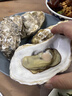 生蠔 乳山生蠔鮮活牡蠣 新鮮海蠣子牡蠣貝類(lèi) 現捕現發(fā)生鮮 5斤特大號4-6兩（約8-12個(gè)） 曬單實(shí)拍圖