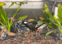 云峰海瑞魚缸造景套餐魚缸裝飾活體水草泥陶粒砂底砂對(duì)葉牛毛水草種子 青龍石造景 50cm套餐 曬單實(shí)拍圖