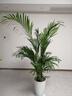 中夢散尾葵植物盆栽客廳大型綠植室內(nèi)辦公室鳳尾竹盆景天堂鳥花卉 散尾葵高1.3-1.6米+子彈頭樹脂盆 曬單實(shí)拍圖