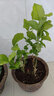 茉莉花盆栽 · 濃香型花卉 陽(yáng)臺(tái)室內(nèi)綠植盆栽 辦公室花卉綠植 茉莉花8棵【帶花苞】+飛花陶瓷盆 濃香型 曬單實(shí)拍圖