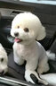 玄寵比熊犬幼犬活體幼犬純種寵物狗狗比熊犬活體小型犬活體小型比熊犬 寵物級 A 公 曬單實(shí)拍圖