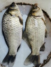 神鯊魚(yú)竿 影刃高碳逆絲漁具 釣魚(yú)竿 手竿臺釣竿輕硬鯉魚(yú)竿套裝魚(yú)桿手 影刃4.5米+3.6米+禮包【全水域】 曬單實(shí)拍圖
