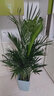 胡麗金魚(yú)花吊蘭盆栽花卉植物室內四季開(kāi)花不斷陽(yáng)臺辦公室垂吊好養綠植 金魚(yú)花吊 曬單實(shí)拍圖