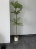 未歐仿真綠植藍(lán)花楹室內(nèi)盆栽大型仿生植物假樹輕奢客廳裝飾品落地擺件 輕奢款藍(lán)花楹+米色pp盆 180cm 曬單實拍圖