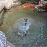 漁師傅魚(yú)池噴泉泵水池噴泉水泵景觀(guān)循環(huán)過(guò)濾泵魚(yú)池增氧池塘蘑菇噴泉涌泉 曬單實(shí)拍圖