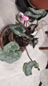 御春閣仙客來(lái)盆栽室內花卉 兔子花 花苗兔耳花蘿卜海棠帶盆帶花帶土發(fā)貨 仙客來(lái)花蝴蝶（帶花苞）原盆原土 曬單實(shí)拍圖