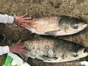 川澤魚(yú)漂高靈敏醒目加粗底釣翻身快納米魚(yú)漂棗核浮漂野釣鯽魚(yú)鯉魚(yú)浮漂NC05 3號底釣行程 鉛2.6g 2目加粗尾【兩支裝】 曬單實(shí)拍圖