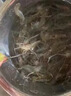 老偏方抓河蝦餌料河蝦誘餌強力誘食劑老偏方爆籠餌料捕蝦靈魚(yú)蝦黃鱔通用 1包裝 曬單實(shí)拍圖