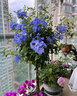 寶御安藍(lán)雪花木槿棒棒糖植物室內(nèi)陽臺(tái)綠植盆栽米蘭梔子花驅(qū)蚊花卉很耐熱 母系大苗 開花爆滿 不含盆 曬單實(shí)拍圖