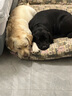 AYOUA賽級316L不銹鋼P鏈鈦鋼大型犬狗項圈P繩訓(xùn)犬邊牧德牧馬犬六面拋光 線徑4MM*65CM長（加粗款） 曬單實拍圖
