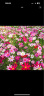 花翁 野花组合花种子250克 四季种植好养花籽 庭院室内阳台盆栽花海园林景观花卉大全 晒单实拍图