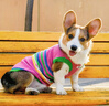 MIKI PAD狗狗衣服春秋條紋針織背心貓咪衣服小型犬夏天透氣比熊泰迪雪納瑞 彩虹條紋毛衣 2XL 胸圍53cm(參考體重20-26斤) 曬單實拍圖