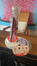 科学罐头人体模型儿童玩具Steam早教玩具7-10岁启蒙身体语音科普百科玩具孩子生日六一儿童节日礼物礼盒 实拍图