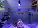 益科達海缸燈led海水魚缸燈水草小丑魚珊瑚專用可調(diào)焦藍白補光造景夾燈 7.2W黑色花型海缸燈-藍白變光60缸內(nèi) 曬單實拍圖