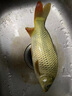千壽5代魚線柔軟釣線強拉力競技主線黑坑子線尼龍線魚線 1.2號 60米 子線 曬單實拍圖