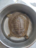 鹿凌青【活鮮】外湖野養(yǎng)生態(tài)甲魚 中華鱉團(tuán)魚老鱉公鱉 現(xiàn)捕鮮活生鮮水產(chǎn) 【鮮活野養(yǎng)甲魚】3斤/只(公) 曬單實拍圖