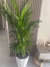 中夢散尾葵植物盆栽客廳大型綠植室內(nèi)辦公室鳳尾竹盆景天堂鳥花卉 散尾葵高1.3-1.6米+原膠盆 曬單實(shí)拍圖