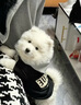 井莎 薩摩耶幼犬薩摩犬寵物狗狗活體小狗幼崽雪橇犬狗活物 混血級 母 曬單實拍圖