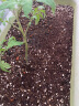 美乐棵进口压缩椰砖3L花土营养土栽培基质椰糠砖肥料花肥椰壳砖 实拍图