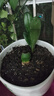 種花迷四季君子蘭盆栽君子蘭花小苗花卉植物室內(nèi)易活綠植水培好養(yǎng)不含盆 【君子蘭】4-5片葉+生根粉 曬單實(shí)拍圖