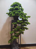法帝班奧 FADYBORL玄關(guān)擺件仿真迎客松盆景辦公室綠植酒店別墅大堂入戶開業(yè)喬遷禮物 M126迎客松(朝左-中) 曬單實(shí)拍圖