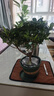 杜鵑花四季開(kāi)花杜鵑盆栽杜鵑花苗陽(yáng)臺客廳帶花苞懶人花卉 1盆【原土原盆】+1加侖盆 曬單實(shí)拍圖
