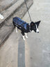 超可耐狗狗衣服冬天大型犬保暖金毛邊牧馬犬杜賓衣服2025防風(fēng)防雪棉衣 隕石灰 2XL碼（胸圍58背長(cháng)47） 曬單實(shí)拍圖