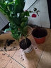 旭力香水百合花盆栽室內客廳濃香植物陽(yáng)臺庭院綠植花卉 粉色香水百合帶花苞發(fā)貨+木桶盆 曬單實(shí)拍圖