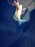 伊酷達(dá)（ECOODA）EFW600磁力剎車高轉(zhuǎn)速大釣力船釣海釣慢搖鐵板輪水滴輪路亞魚線輪 EFW600球型單搖把（15KG釣力） 左手輪 曬單實(shí)拍圖