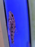 子陵蝦虎魚(yú)黃黝魚(yú)原生溪水小魚(yú)耐低溫淡水寵物活體水族底層觀(guān)賞魚(yú) 4-6厘米原生蝦虎魚(yú)3條包活2條 曬單實(shí)拍圖
