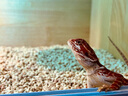 REPTIZOO爬蟲(chóng)uvb燈變色龍10.0爬寵5.0蜥蜴燈泡寵物烏龜曬背燈 UVB10.0  26瓦 曬單實(shí)拍圖