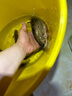 Wifreo路亞8003wacky倒釣鉤泥鰍鉤專用德州釣法翹嘴鱸魚魚鉤倒刺魚鉤 【加強型】50枚 3/0#（釣5-8斤） 曬單實拍圖