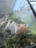 藍姥爺樹蛙活體爬寵旅行青蛙蝌蚪綠姥爺樹蛙 針頭蟋蟀0.5-0.8cm 100只 曬單實拍圖