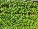 壽禾 白蘿卜種子種苗夏秋季種植南北方蔬菜種籽 濰育白玉蘿卜種子10g 曬單實(shí)拍圖