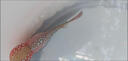 羅漢進(jìn)口泰國魚(yú)苗招財熱帶魚(yú)火鳳血麒麟熱帶觀(guān)賞魚(yú)鴻運爆頭起頭高 【泰國進(jìn)口】馬騮羅漢魚(yú)-已起頭 10-12cm【漁場(chǎng)直銷(xiāo)】 曬單實(shí)拍圖