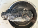 御瀘鮮湘 4-5斤1條特大海參斑魚 海參魚天然海捕肉質(zhì)香醇大石斑魚批發(fā)送禮 4斤-5斤(一條裝)特大魚 已去內(nèi)臟 曬單實(shí)拍圖