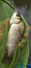 川澤路滑磯竿滑漂釣組套裝日夜兩用遠(yuǎn)投夜光浮漂線組成品魚漂套裝 3.0#路滑線組+PC02-2三角尾鉛8克 日夜兩用不變色 曬單實(shí)拍圖
