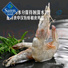 Member's Mark 泰國進(jìn)口 生冷凍大蝦仁 908g (每磅約含31-40只蝦仁) 曬單實(shí)拍圖