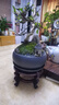 福建茶綠植室內(nèi)花卉盆栽造型樹客廳禪意盆景小老樁桌面辦公室擺件 紫砂盆【福建茶】+木架 整套成品（山石苔蘚，帶盆種好） 曬單實(shí)拍圖