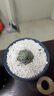 森岳多肉植物組合盆栽綠植花卉紅寶石辦公桌新手帶盆小花可愛萌 花色 靜夜3-5cm單株 不含盆 曬單實(shí)拍圖