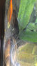 墨一錦鯉金魚(yú)專(zhuān)用冷水清潔魚(yú) 冷水魚(yú)吃垃圾吃魚(yú)屎中大型清潔工 2條（4-5cm） 曬單實(shí)拍圖