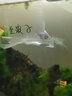 魚(yú)官兒短鯛活體金波子蘭波子玻利維亞鳳凰荷蘭鳳球淡水熱帶魚(yú)小型觀(guān)賞魚(yú) 蘭波子2只（1.5-2cm） 曬單實(shí)拍圖