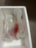 樂(lè )淘逸寵血紅鸚鵡魚(yú)活體發(fā)財魚(yú)財神魚(yú)大型熱帶觀(guān)賞魚(yú)淡水好養 16-18cm紅鸚鵡1條 曬單實(shí)拍圖