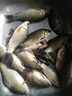 川澤漂筒浮漂桶加厚加長魚漂收納透明可調(diào)漂大號漁具用品大容量魚漂盒 加厚防爆帶芯漂筒 長80cm寬50mm 曬單實拍圖