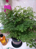 壹植鐵線蕨盆栽水培蕨類植物客廳室內(nèi)密葉垂吊好養(yǎng)觀葉耐陰四季綠植 精品水培鐵線蕨*1（純植物） 帶盆栽好 曬單實(shí)拍圖