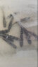 草魚(yú)魚(yú)苗淡水養(yǎng)殖食用活魚(yú)食蚊餌料小魚(yú)苗脆肉鯇魚(yú)觀賞冷水魚(yú)特大草魚(yú)苗批發(fā) 10條10-13厘米草魚(yú)苗【加10%防損】 曬單實(shí)拍圖