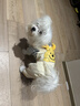 MIKI PAD狗狗衣服小型犬春秋款貓咪衣服四腳衣可牽引小狗衣服泰迪比熊 黃色小熊背帶褲 L背長(cháng)35cm（參考體重8-11斤） 曬單實(shí)拍圖